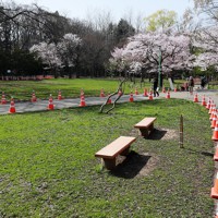 新型コロナ 花見シーズン到来も閑散とする円山公園 札幌 写真特集5 8 毎日新聞