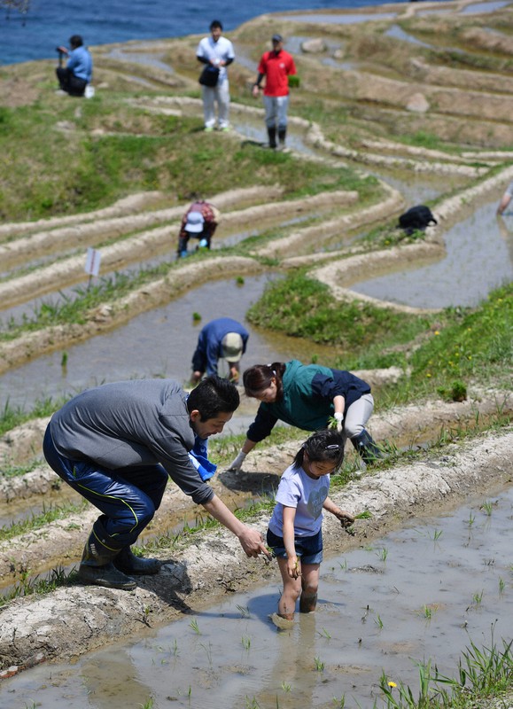 2019年の白米千枚田では家族連れも参加して田植えが行われた=石川県輪島市で同年5月12日午前11時10分、猪飼健史撮影