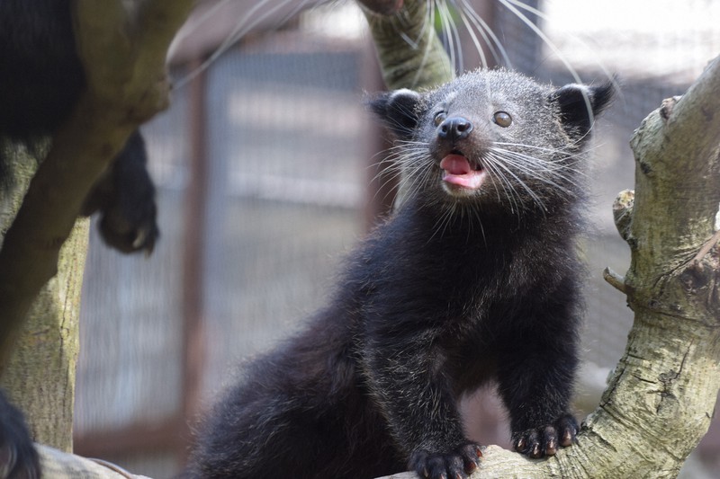 ビントロングの赤ちゃん。アーモンドのような体臭が特徴=県立とべ動物園提供