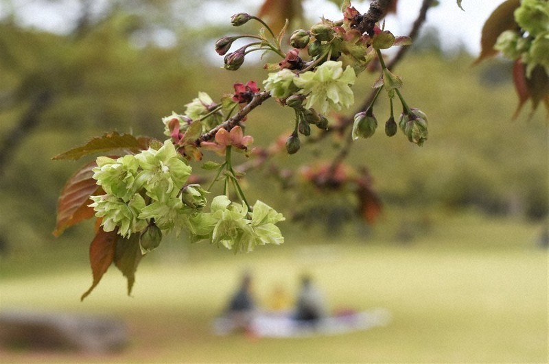 緑のサクラに足を止め 仙台 三神峰公園で 御衣黄 見ごろ 宮城 毎日新聞
