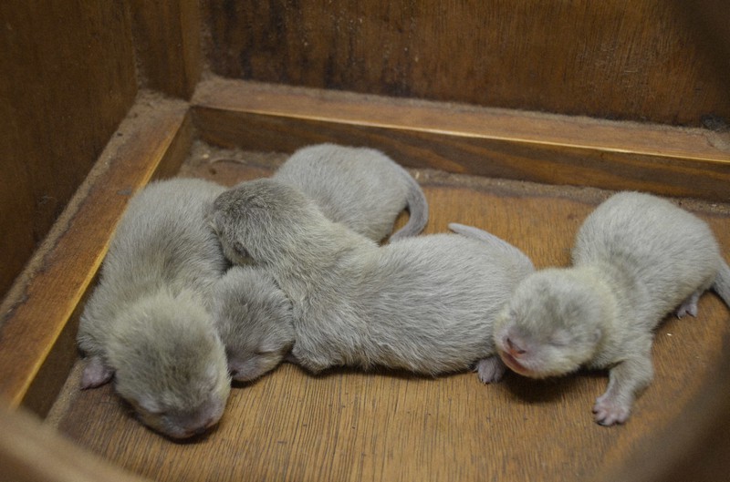 元気に成長しているコツメカワウソの赤ちゃん=栃木県那須町の那須どうぶつ王国で2020年5月8日午前11時12分、湯浅聖一撮影