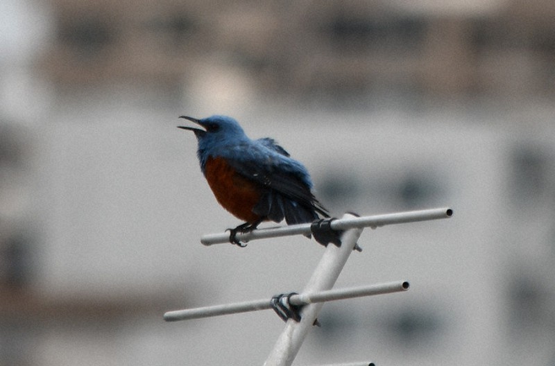 住宅街にイソヒヨドリ 透き通る鳴き声響く 愛鳥週間 きょうからスタート 鹿児島市 鹿児島 毎日新聞