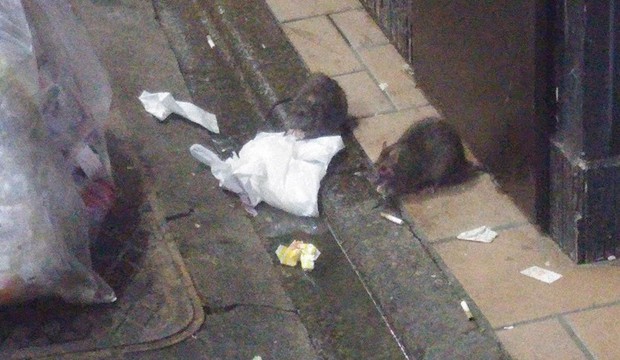 東京都内の繁華街で捨てられた生ごみをあさるドブネズミ=イカリ消毒提供