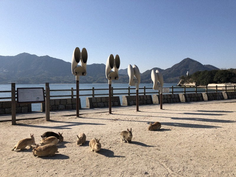 コロナ自粛 動物に異変 ネズミ目撃増 観光地ウサギ空腹 奈良のシカ健康に 毎日新聞