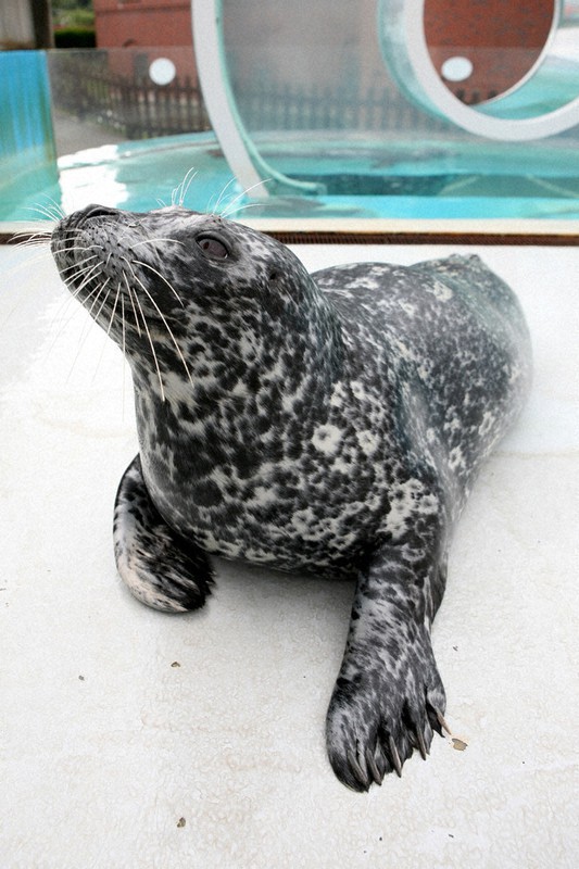 ヒゲをプレゼントするゼニガタアザラシのマロン=北海道の登別マリンパークニクス提供