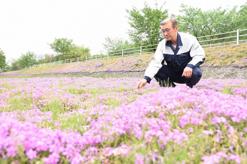 田所さんの遺志を継いだ松田さんとシバザクラ=山形県天童市で、的野暁撮影