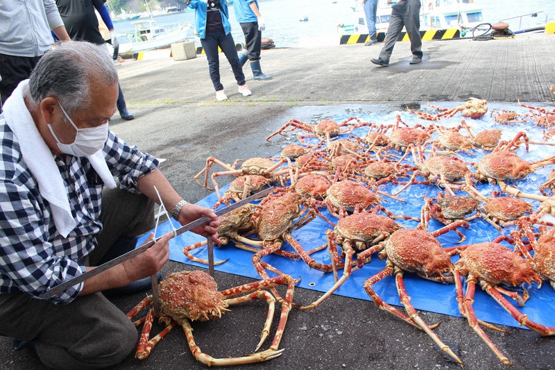 孫にも食わせられるように増やそうと タカアシガニ65匹放流 静岡 沼津 毎日新聞