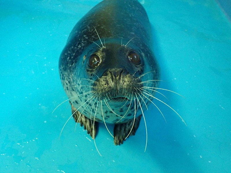 愛らしい瞳で飼育員を見つめるアザラシ。「そ、そんな目で見つめないで……」というメッセージとともにSNSに投稿された=海響館提供