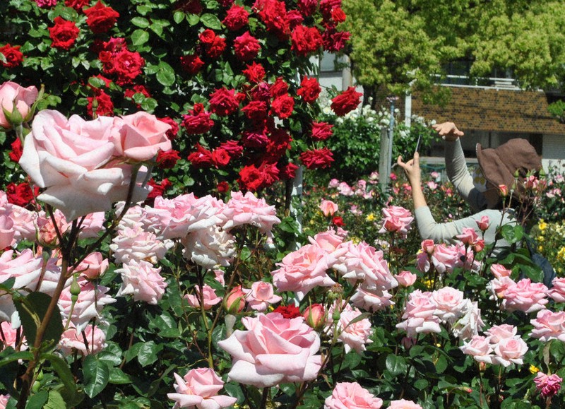 新型コロナ ステイホームで癒やされ楽しむ 福山ばら祭 ネットとラジオで あす実況放送 広島 毎日新聞