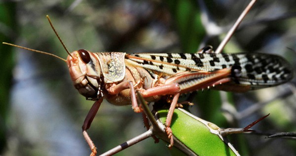 アフリカ東部でバッタ大量発生 農作物に深刻被害与え西進 コロナで対策