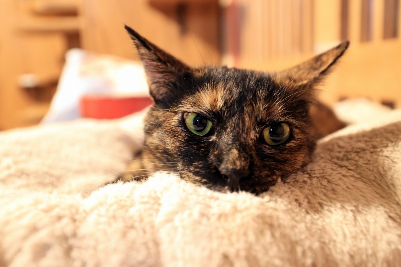 保護猫の引き取り手が増える猫カフェ コロナ終息後に飼育放棄 写真特集7 7 毎日新聞