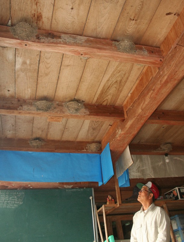 納屋天井に巣29個 ツバメマンション 住人は親子100羽 熊本 美里 毎日新聞