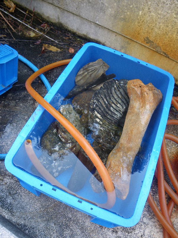 化石の破損を防ぐため、脱塩処理を行う=徳島県立博物館提供