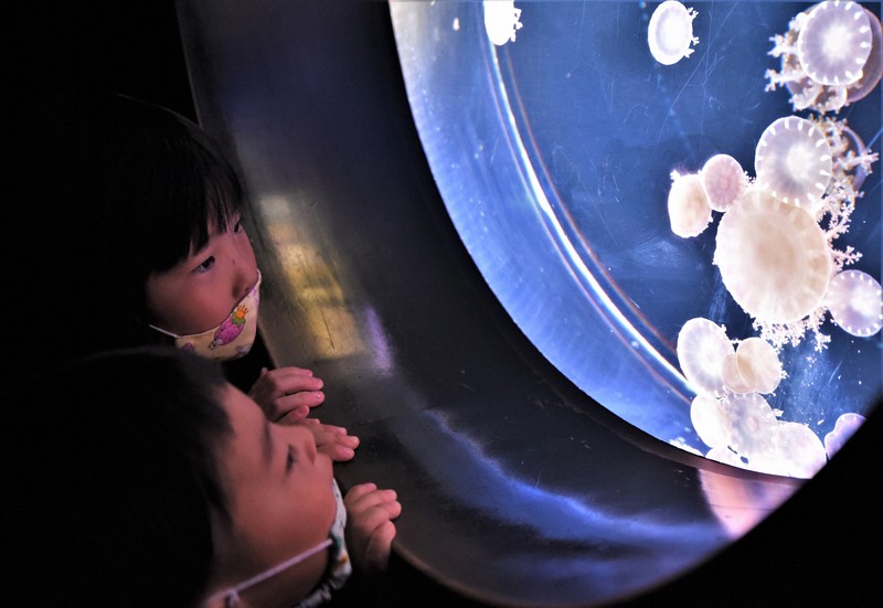 クラゲの水槽をのぞき込む子供たち=仙台市宮城野区で2020年5月18日午前11時16分、神内亜実撮影