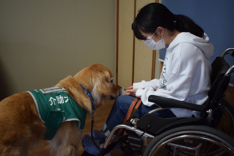 訓練士が落としたカードを口で拾って渡す、介助犬候補のゴールデンレトリバー「アーム」。外出自粛の中でも日々の訓練は欠かせない=兵庫県西宮市の兵庫介助犬協会で2020年5月19日午後4時57分、稲田佳代撮影