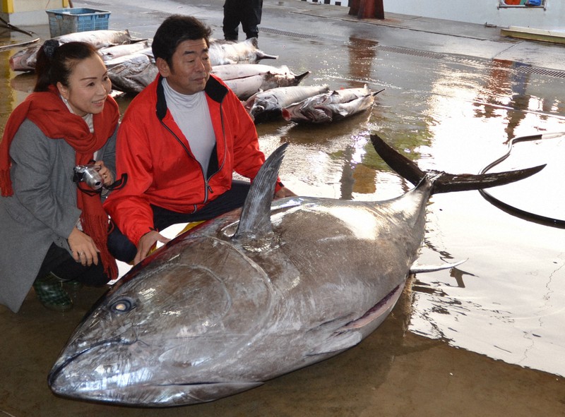 勝浦漁港には立派なクロマグロが多数水揚げされるが今はピンチだ。写真は過去の水揚げの様子=和歌山県那智勝浦町で2017年1月13日、神門稔撮影