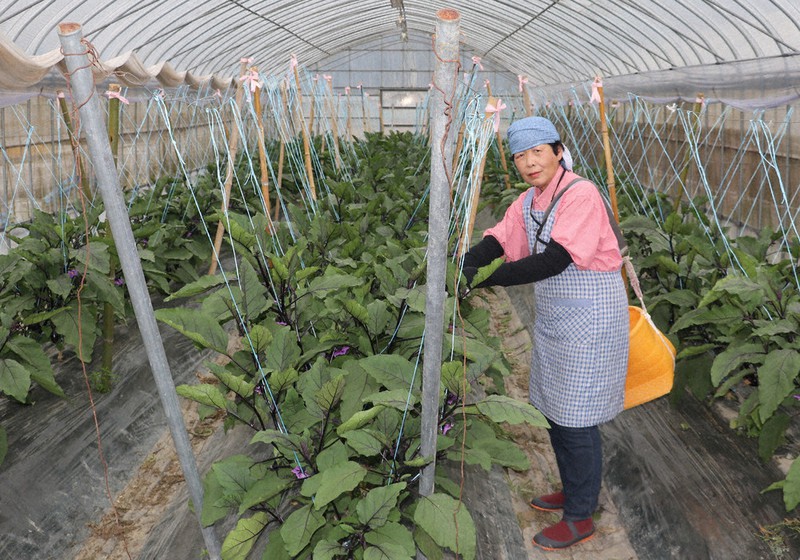 和歌る 紀になる 高野山麓精進野菜 ブランド化へ農家手応え 橋本市など 販路拡大目指す 和歌山 毎日新聞