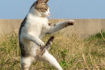 猫リズム 夕日に踊る猫ダンス 猫写真家 久方広之 毎日新聞