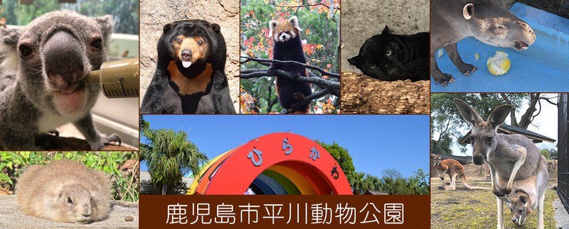 自宅で楽しむ動物園 水族館 第5回 鹿児島市平川動物公園 季節感や動物の成長 職員の思いを伝えたい 毎日新聞