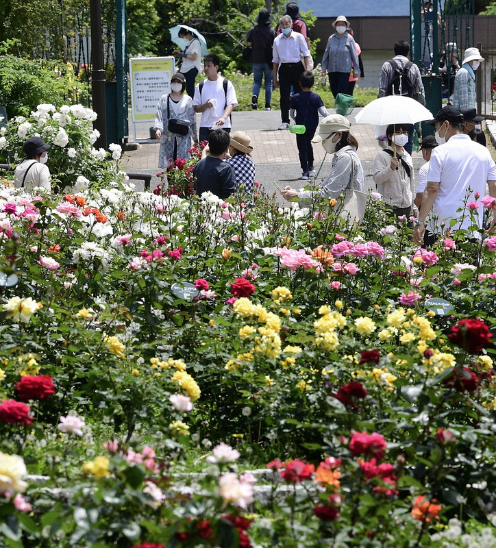 見ごろを迎えたバラを楽しむ来園者ら=大阪市鶴見区で2020年5月23日、藤井達也撮影