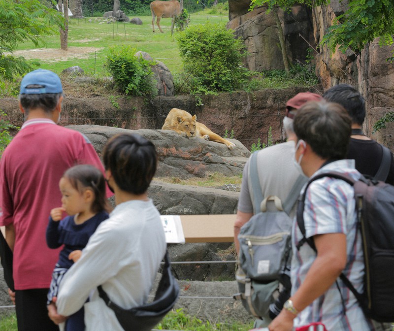 営業を再開した天王寺動物園でライオンを見る来園者=大阪市天王寺区で2020年5月26日午前10時23分、菱田諭士撮影