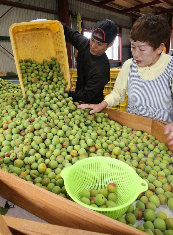 ラスト当日出荷 和歌山みなべ町産 南高梅 完熟青梅 10kg 【公式通販】
