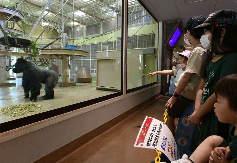 プレオープンした東山動植物園で、人気者のゴリラ「シャバーニ」に歓声を上げる子どもたち=名古屋市千種区で2020年5月28日午前11時6分、兵藤公治撮影