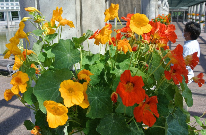 困難に打ち勝とう ９０鉢がエール キンレンカ見ごろ 県中央植物園 富山 毎日新聞