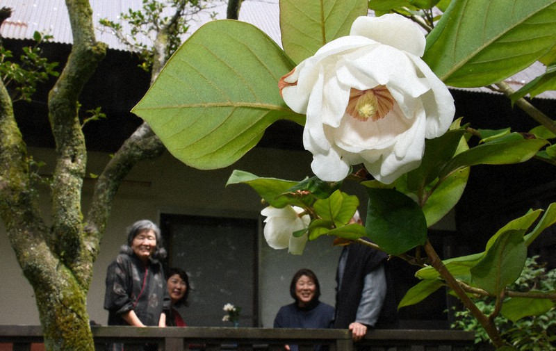 英彦山神宮参道沿いの宿坊「松養坊」で見ごろを迎えたオオヤマレンゲ