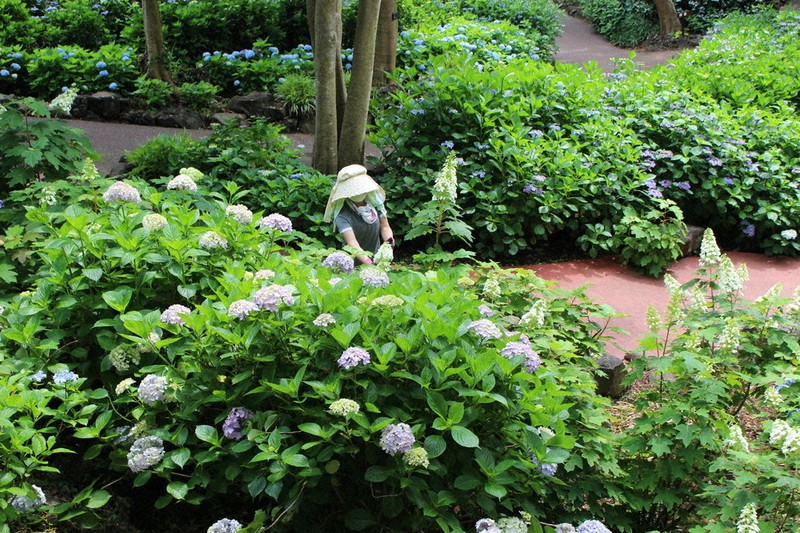 アジサイ 色とりどり 伊東の観光庭園で開花 静岡 毎日新聞