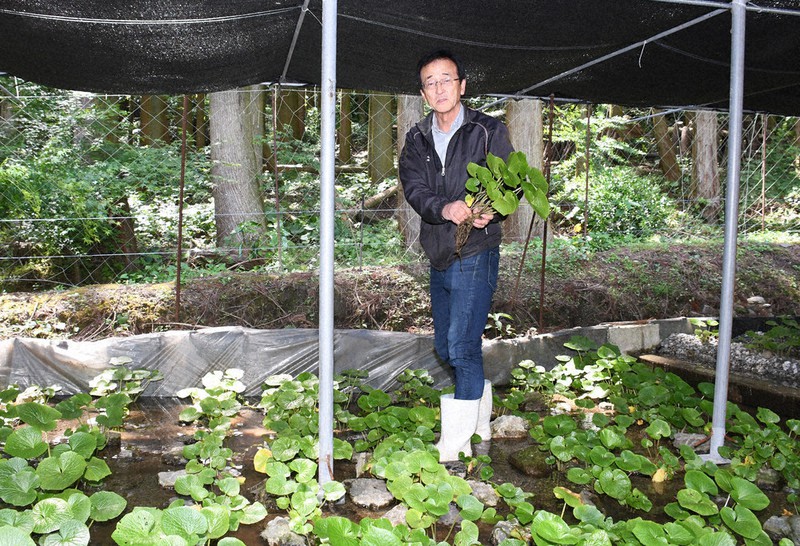 行橋産ワサビ店頭へ 元市職員 馬場さんら 試行錯誤１３年間 清流育む新特産品へ 福岡 毎日新聞