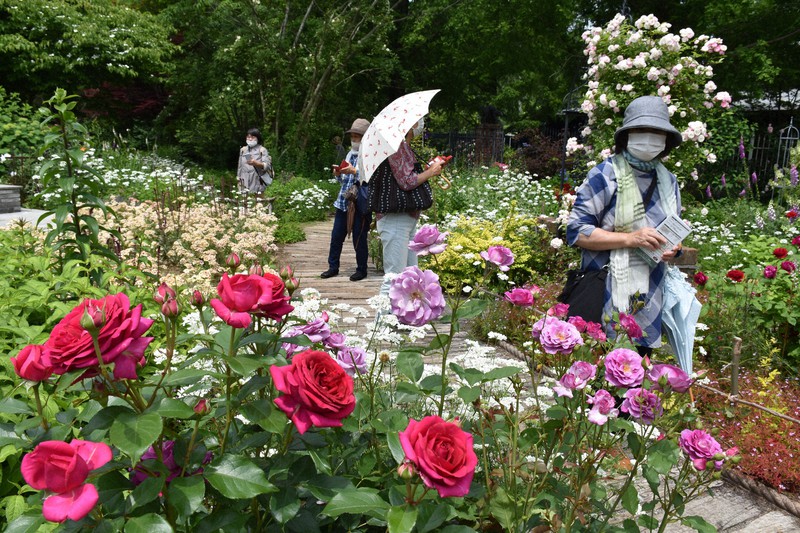 色とりどりの花を咲かせたバラを楽しむ観光客たち=滋賀県米原市多和田で