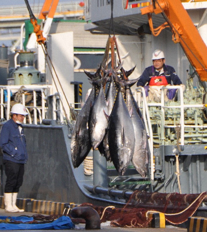 水揚げされるクロマグロ=鳥取県境港市昭和町の境漁港で2020年6月5日午前6時29分、柴崎達矢撮影