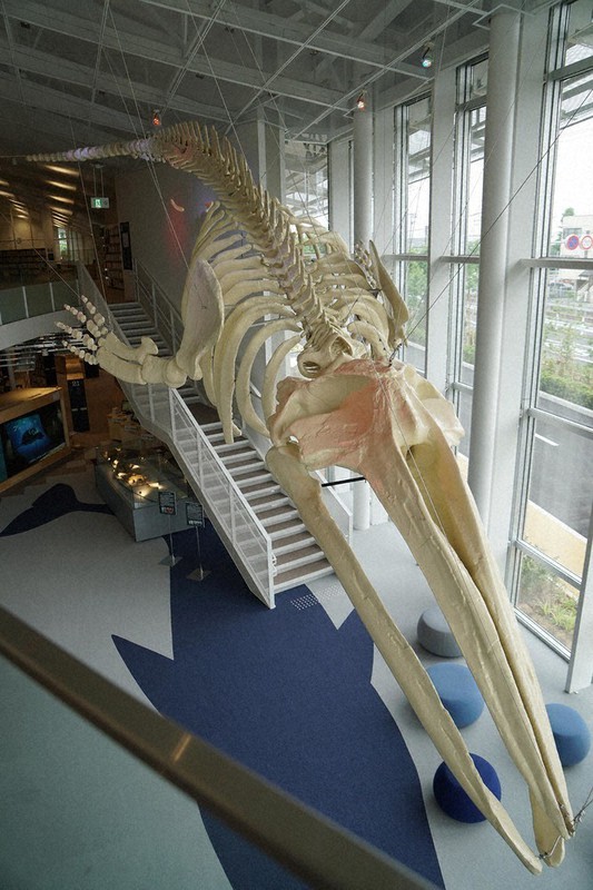 「アキシマエンシス」の入口に展示されている200万年前のアキシマクジラの化石のレプリカ。13メートル以上ある。=東京都昭島市つつじが丘で