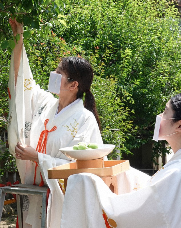 疫病退散 大福梅 に 願い込め収穫 北野天満宮 京都 毎日新聞 疫病退散 大福梅 に 願い込め収穫 北野天満宮 京都 毎日新聞