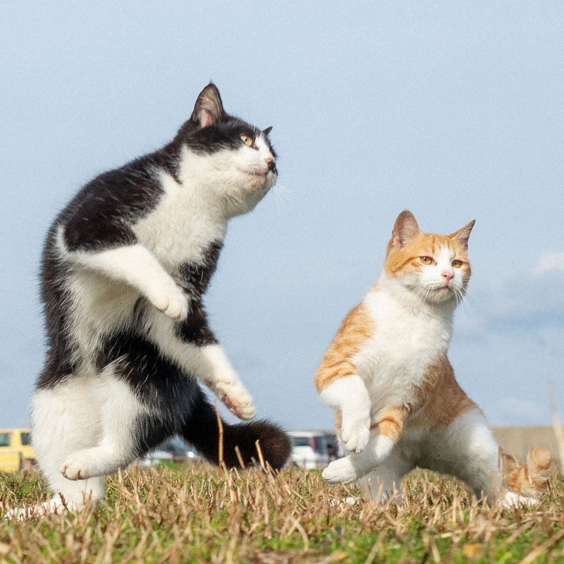 猫リズム:ライバルは兄弟=猫写真家・久方広之 毎日新聞