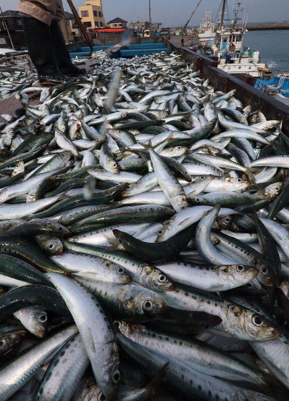 入梅イワシ 水揚げ本格化 銚子漁港 千葉 毎日新聞