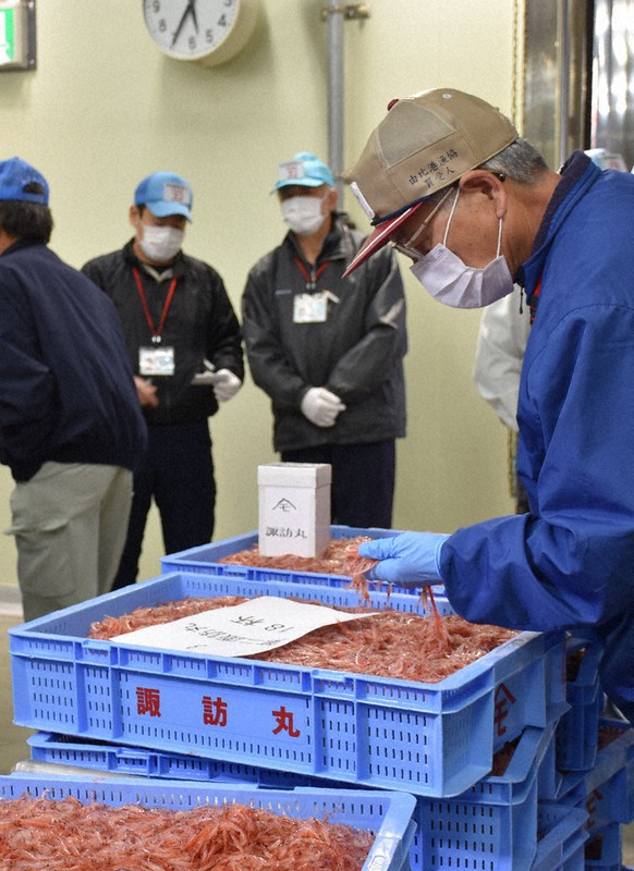 駿河湾サクラエビ春漁終了 保護成果なく水揚げ２６トン 静岡 毎日新聞