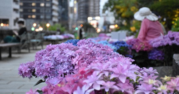 まつり なくても アジサイしっとり 長崎 毎日新聞