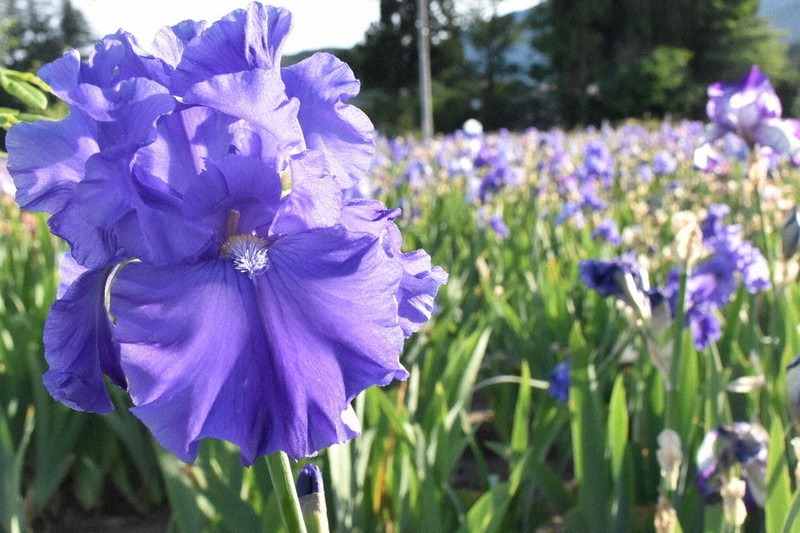 ジャーマンアイリス１万５０００株 甘い香り、心地よく 矢巾の農園 