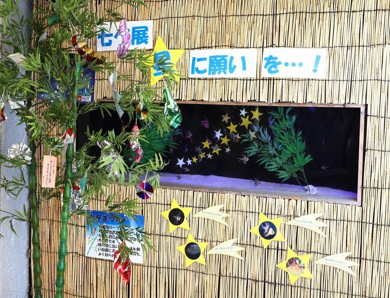 七夕の願い事送って コロナ対策 スタッフが短冊代筆 下田海中水族館 静岡 毎日新聞 七夕の願い事送って コロナ対策 スタッフが短冊代筆 下田海中水族館 静岡 毎日新聞