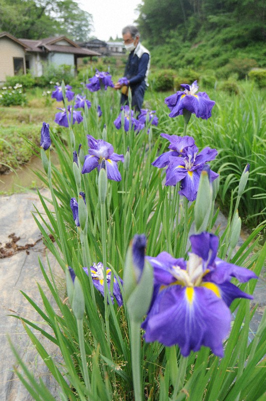 ハナショウブ １７０種咲き始め ミニヤギもお出迎え 佐用 兵庫 毎日新聞