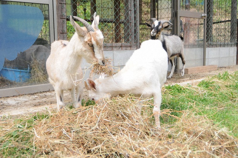 ハナショウブ １７０種咲き始め ミニヤギもお出迎え 佐用 兵庫 毎日新聞