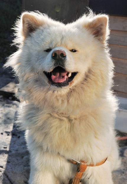 青森のブサカワ犬「わさお」死ぬ 推定13歳、多臓器不全で | 毎日新聞