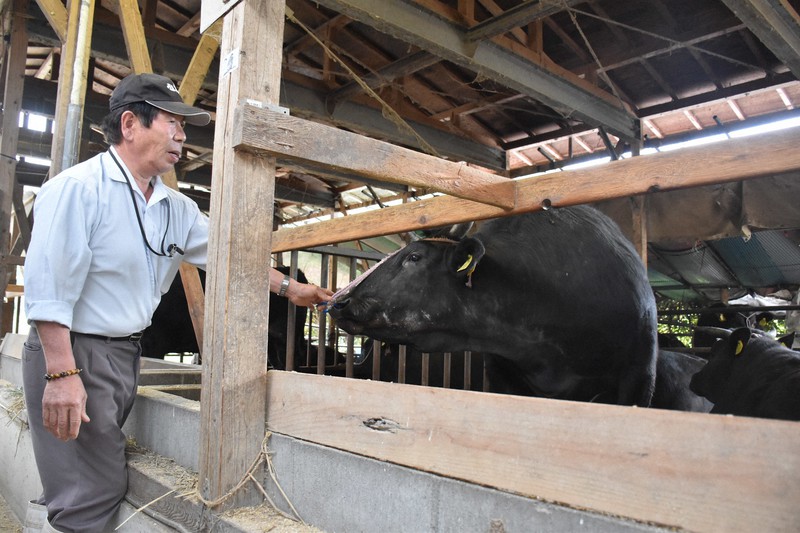 牛の世話をする狗飼功さん=福島県伊達市霊山町で2020年5月27日午後4時29分、寺町六花撮影