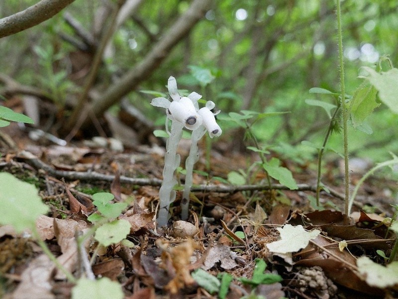 幽霊のような姿見て 森林公園でギンリョウソウ開花 埼玉 毎日新聞 幽霊のような姿見て 森林公園でギンリョウソウ開花 埼玉 毎日新聞