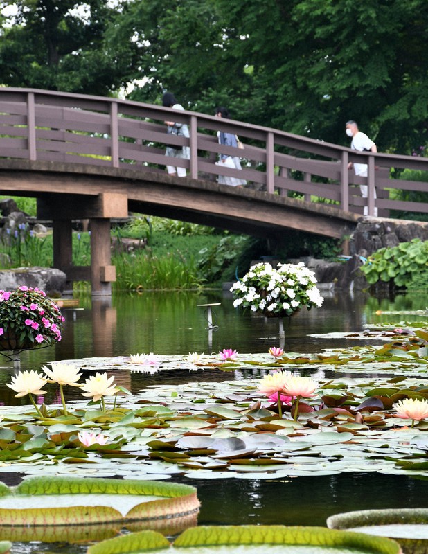 コロナで沈んでいた気持ちが晴れた 100種栽培の滋賀 草津の植物公園でスイレン見ごろ 毎日新聞
