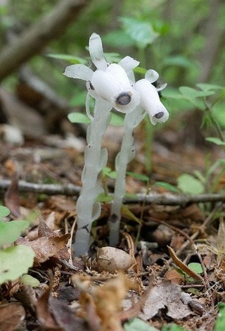 幽霊のような姿見て ギンリョウソウ開花 埼玉 森林公園 東京 毎日新聞 幽霊のような姿見て ギンリョウソウ開花 埼玉 森林公園 東京 毎日新聞