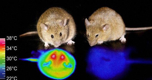 毎小ニュース 科学 マウスの人工冬眠に成功 筑波大など 毎日新聞