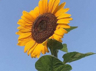 愛媛で2018年夏に咲いた風船ヒマワリ(柳沢さん提供)